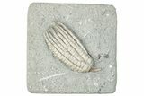 Fossil Crinoid (Sarocrinus) - Crawfordsville, Indiana #291751-1